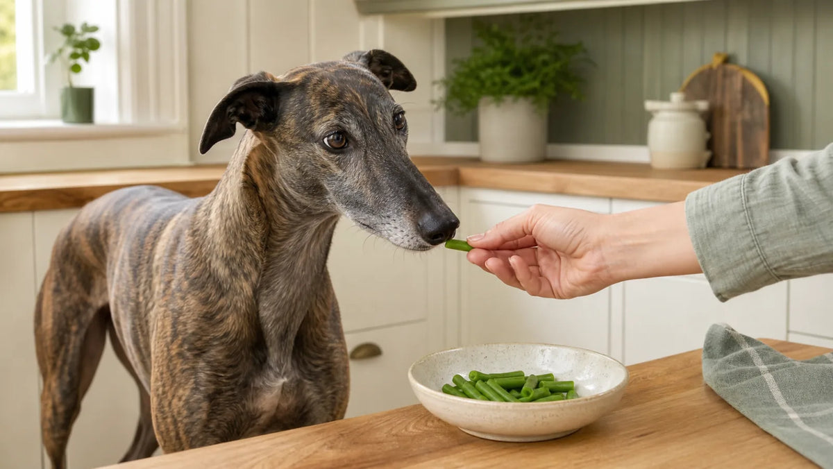 Brindle Greyhound being offered a small plain green-bean piece