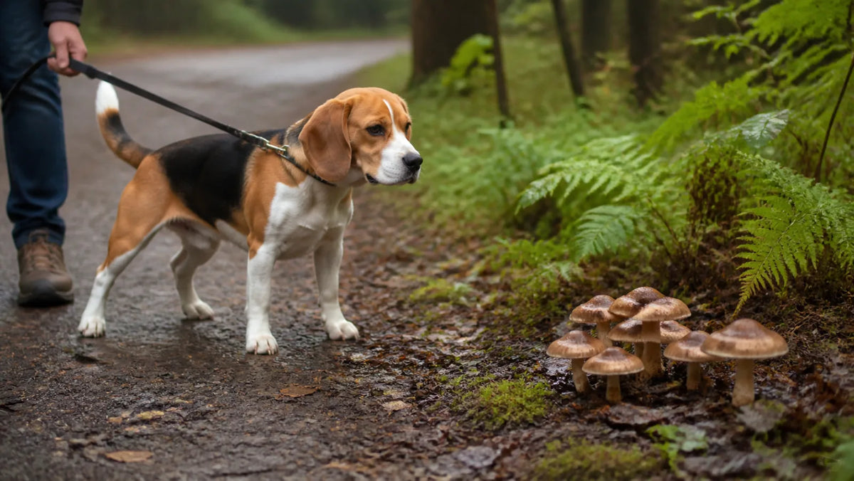 Leashed beagle stopped safely away from unidentified wild mushrooms beside a damp trail
